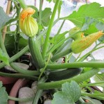 come-piantare-le-zucchine