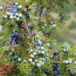 250px-Juniperus_communis_Parco_nazionale_del_Gran_Sasso